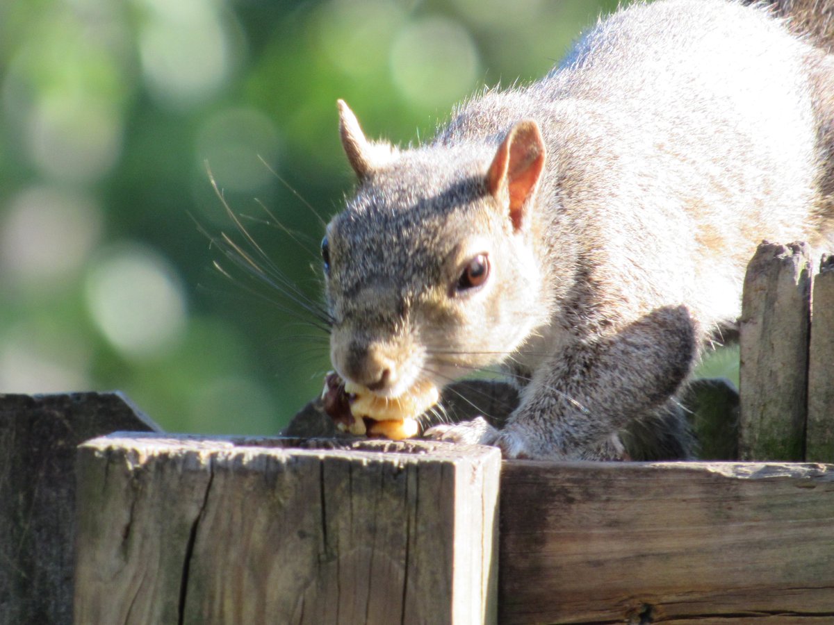 If the sunlight catches a squirrels eyes just right you can see that a squirrel actually has round pupils ~
