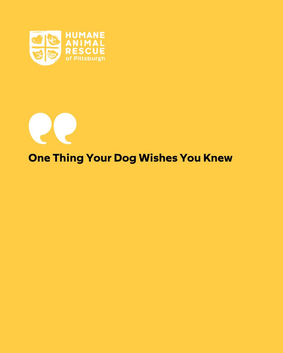 HARPSavesLives's tweet image. One thing your dog wishes you knew…
They are not barking for no reason. They are trying to communicate.
Training helps you understand and respond. 
~7 weeks, $160/series
View our class schedule:  bit.ly/3Y1dMWR

#harpsaveslives #dogtraining