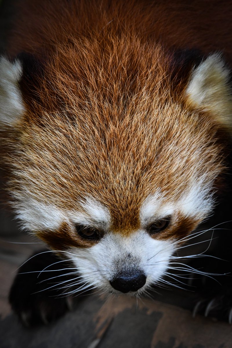 moti_220's tweet photo. トラ以外の動物も

#とべ動物園 https://t.co/W5nCZjlCml
