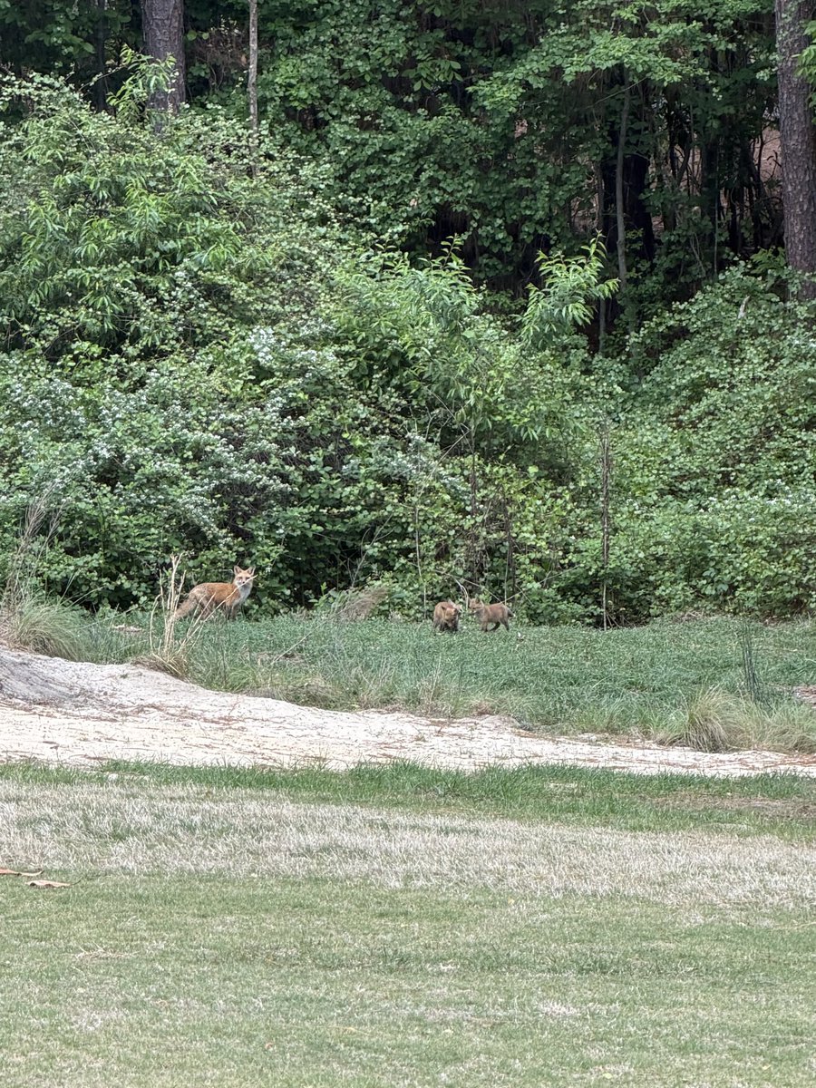 Fickie Rowler tweet media