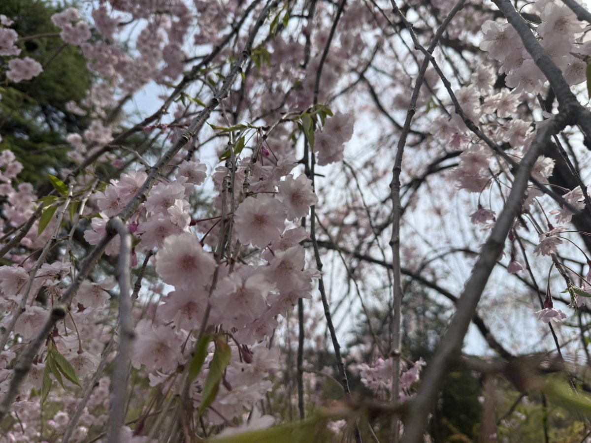 semboku_tourism's tweet photo. 【 #あきた花紀行2026 】
4/22(水)10時現在の開花状況です🙌🏻

🌸武家屋敷通りの #シダレザクラ 『散りはて』
🌸桧木内川堤の #ソメイヨシノ 『散りはて』

散りはてとなりしたが、伝承館の敷地内と武家屋敷ポケットパーク内にあるヤエベニシダレは見頃です🌸 https://t.co/gfAjXbr5B1