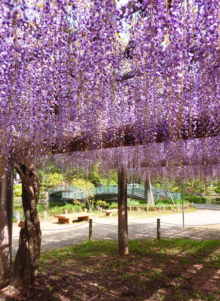 iwamotoy's tweet photo. 薬師池
藤の花が咲き始めました
#薬師池公園 
#藤 
#藤の花 https://t.co/8sxXnQ5bu2