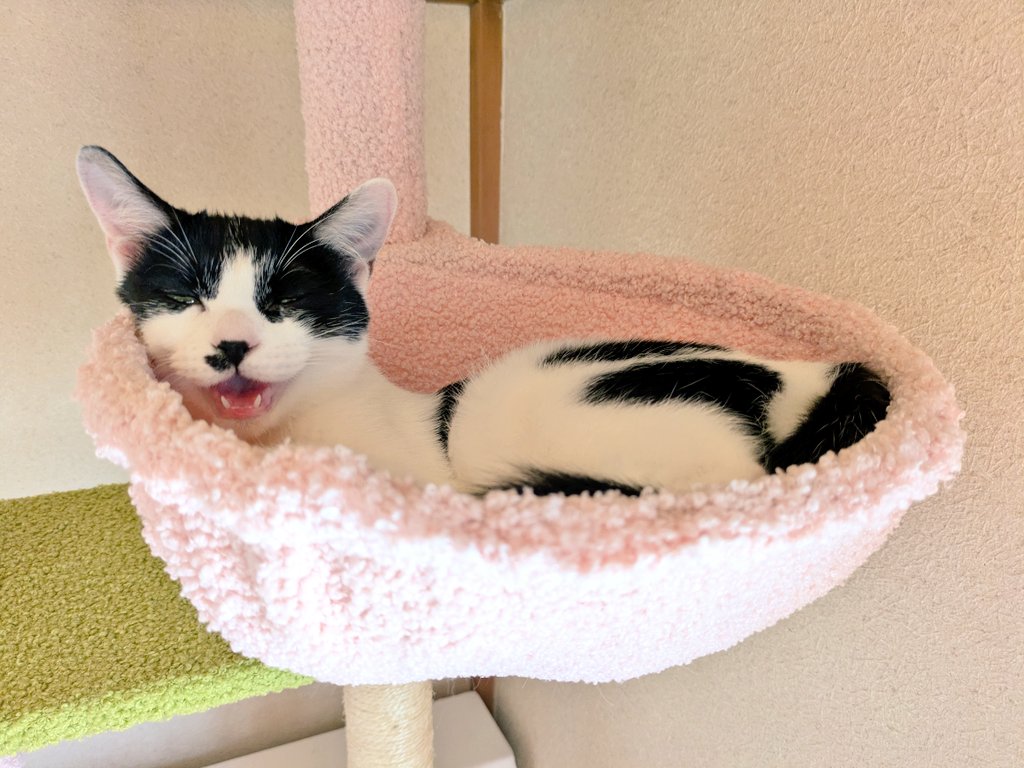 悦頃|ｴﾂ ｺﾛ　日本画修行中 tweet media