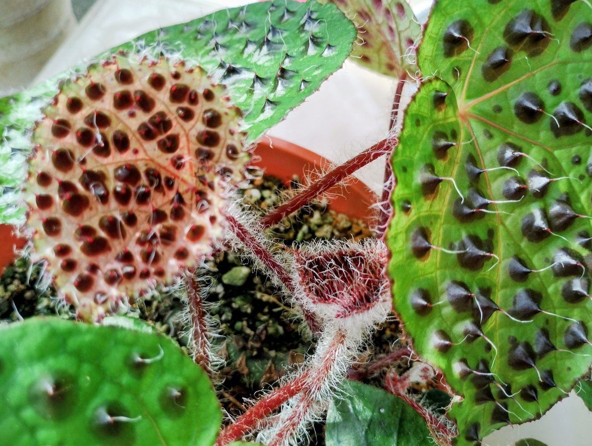 【ベゴニア展のお知らせ】

2026/6/27(土)、28(日)
咲くやこの花館フラワーホール

美しいの、面白いの、奇妙なの、赤いの、青いの、ちっちゃいの。いろいろお目にかけます。
業者さん＆会員育成苗の販売もありますよ！どうぞお楽しみに。

↓インスタグラム始めました😊
instagram.com/jbs_kansai?igs…