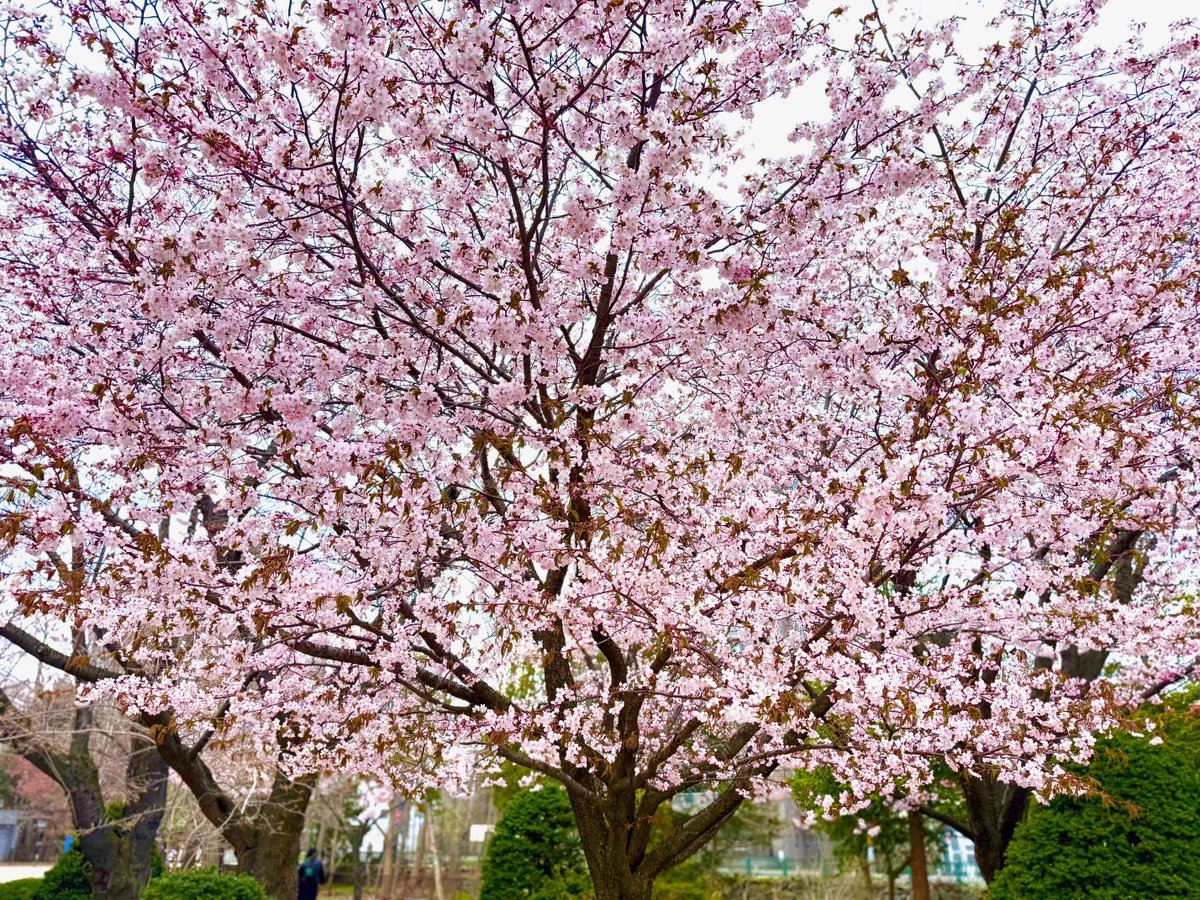 HOTnet_Official's tweet photo. 札幌の桜、満開まであと少し🌸歴史ある建物を背景に、今だけの景色を📸今年は開花が早くGWまで咲いて欲しい！と願うばかり✨最近は社内で情報提供してくれる人も増えました。事業のニュースと共に、北海道の豊かな四季や当社の日常も大切にお届けしていきます🤝❄️
#桜 #札幌 #中島公園 https://t.co/gG88yeMQfd