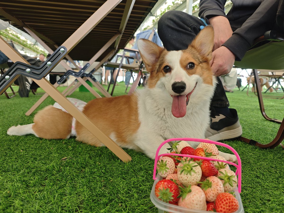 小土豆🥔 tweet media