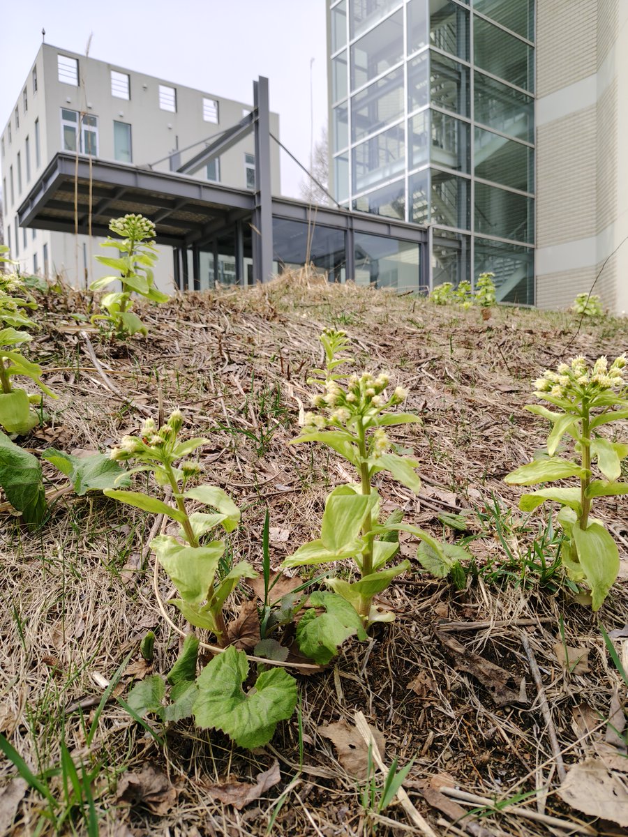 札幌市立大学 tweet media