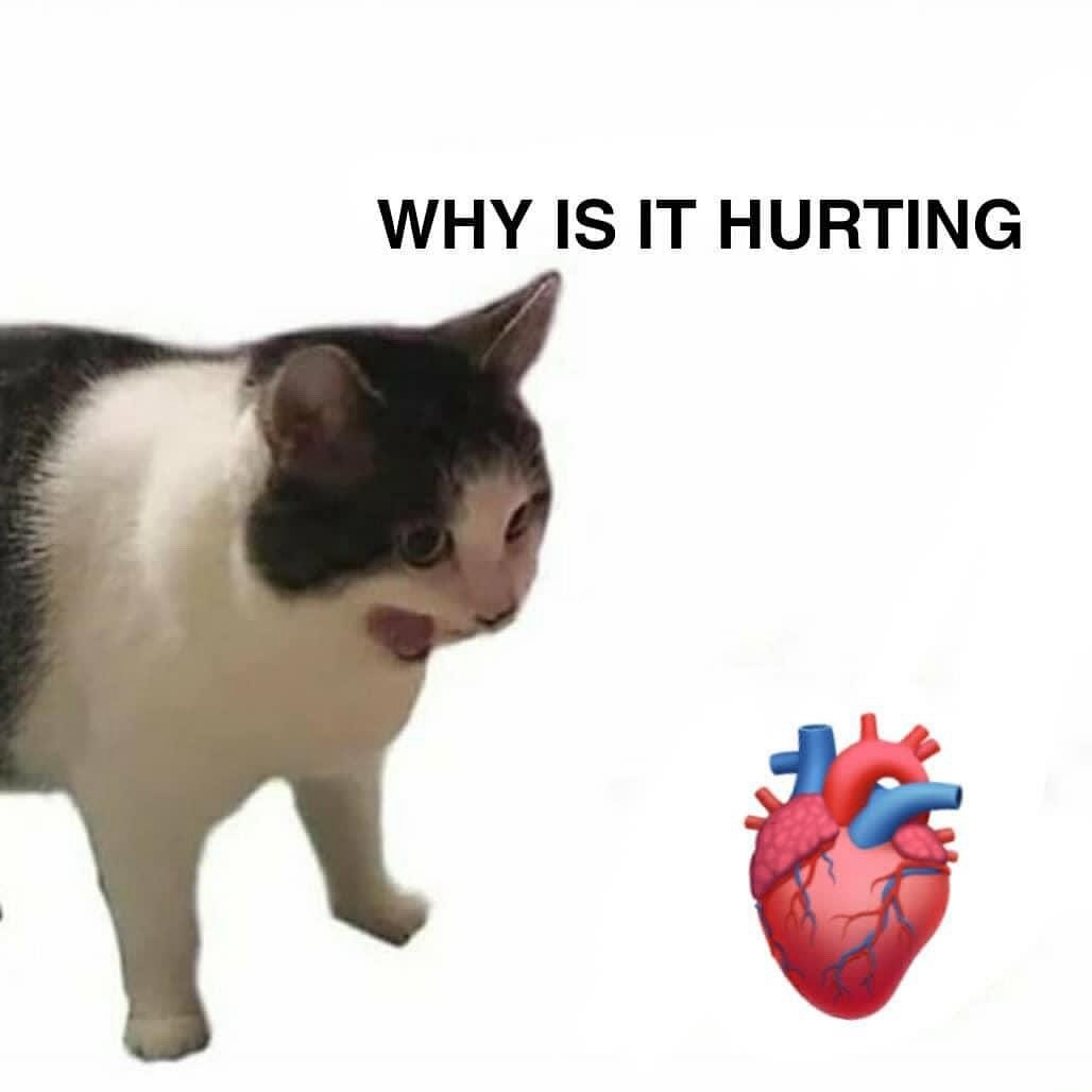PunchingCat's tweet photo. https://t.co/7Obv8nKlBa