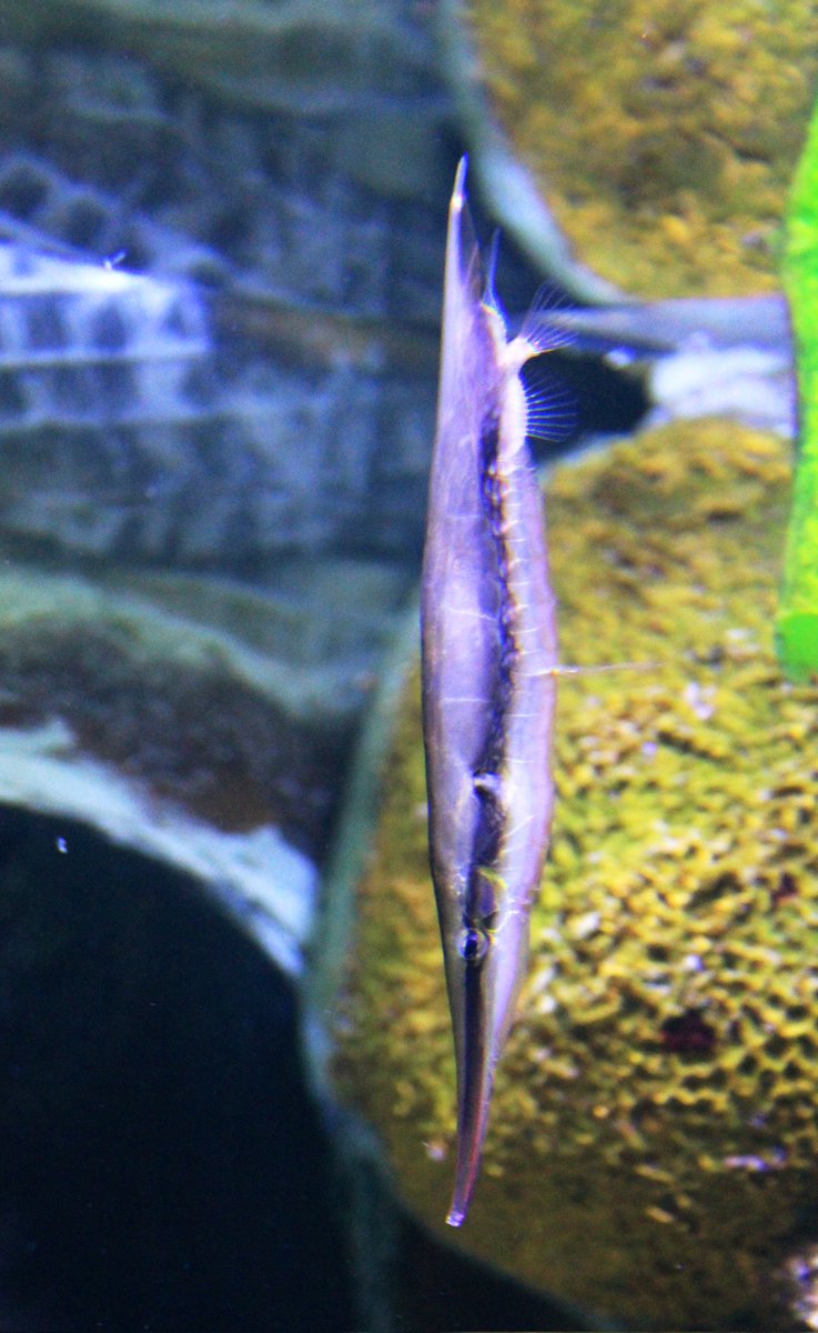 ursine fella🐻🍂 tweet media