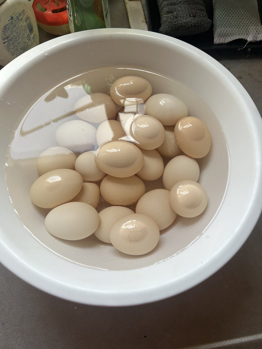 世界の暴せか（あばせか） tweet media