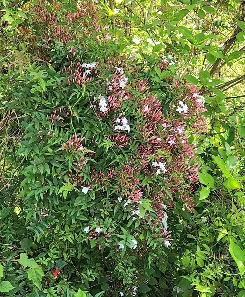 我が家の、らいぞう tweet media