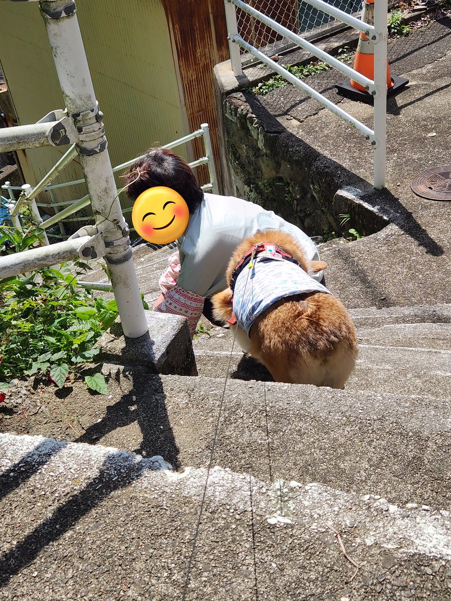 我が家の、らいぞう tweet media