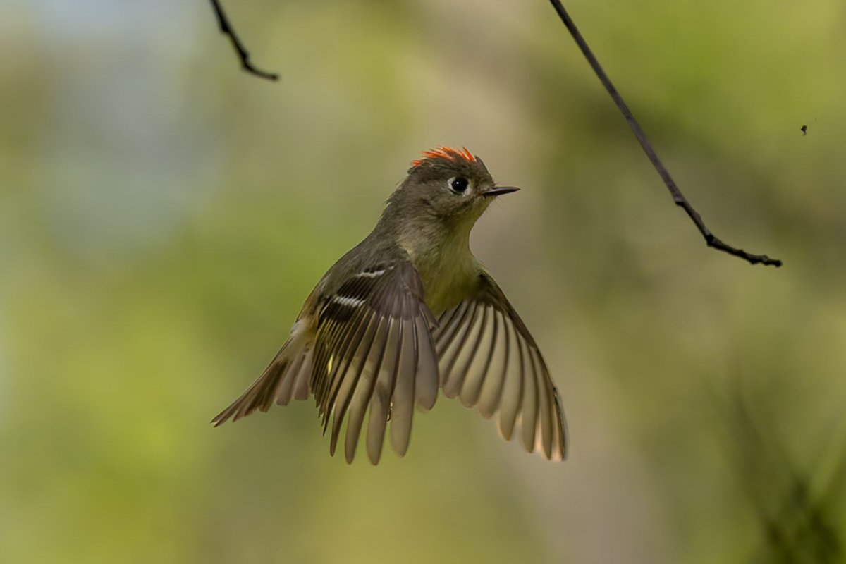 ValerieBlock's tweet image. Ruby-crowned kinglet levitating #birdcpp #birding