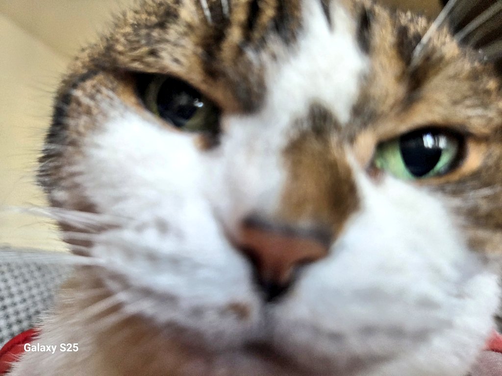 monakoラム＆モナちゃん闘病日記 tweet media