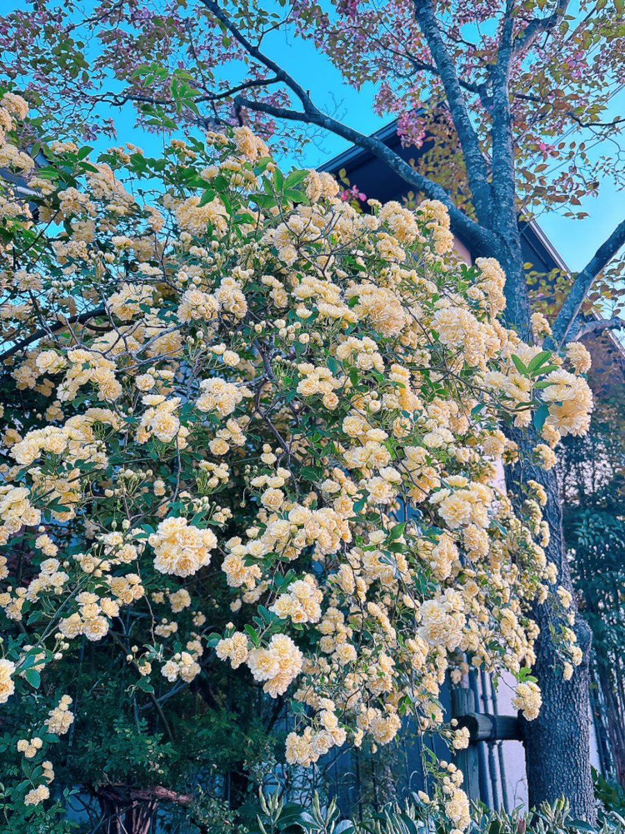 くもり☁️ tweet media