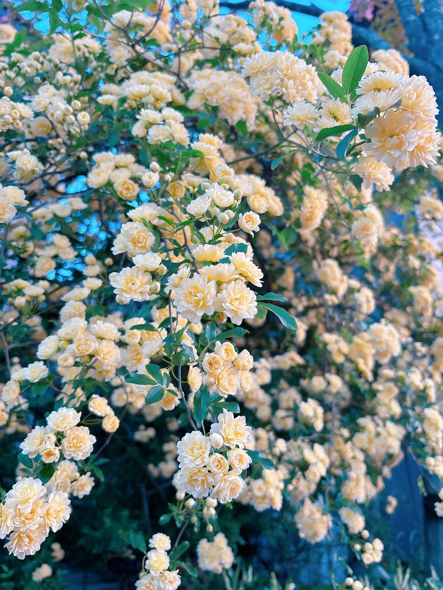 くもり☁️ tweet media