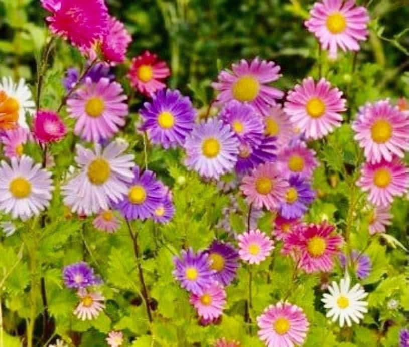 【ケニー大倉 official 】 tweet media