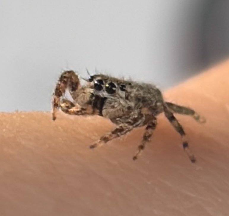 A._.rat.in.a.cage. tweet media