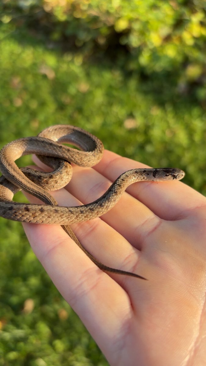 A._.rat.in.a.cage. tweet media