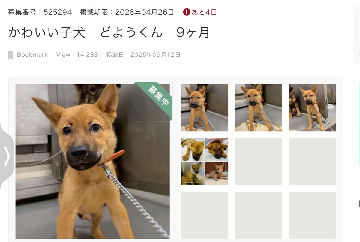 🟦4月26日あと4日‼️ かわいい子犬　どようくん9ヶ月
⚫️募集番号：525294    倉敷市保健所
⚫️野犬の子として生まれ保護。明るく活発などようくん。 保護されてすぐ直腸脱となり手術になりましたが、すっかり元気に。
【年齢】推定2ヶ月(掲載時の月齢) 【体重】成犬時推定15kg〜25kg(個体差があります)