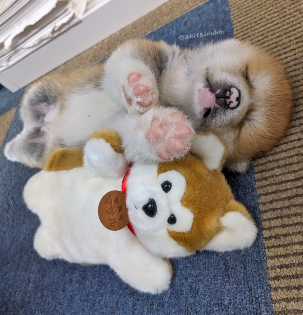 あきほ@秋田犬会館🐕 tweet media