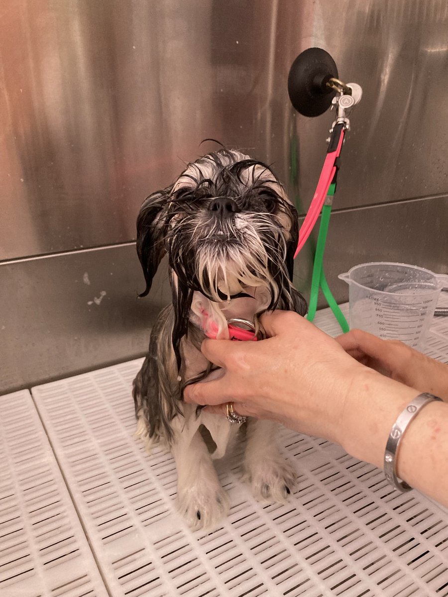 gomichild's tweet image. We are not happy.

#MemphisTheMalshi #bath #puppy