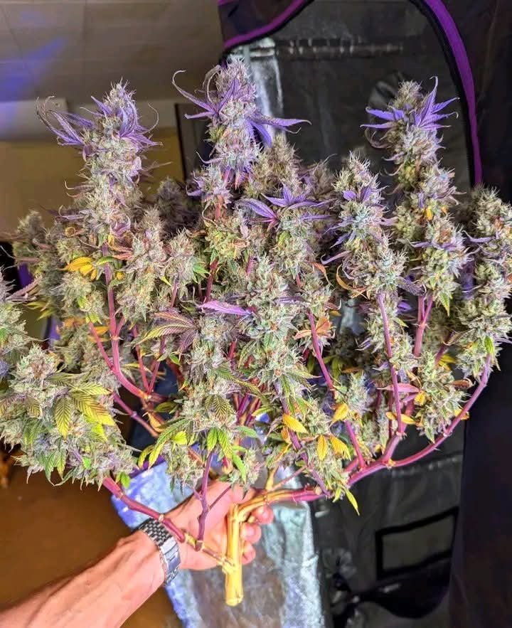 SpaceCannabis 🍃 tweet media