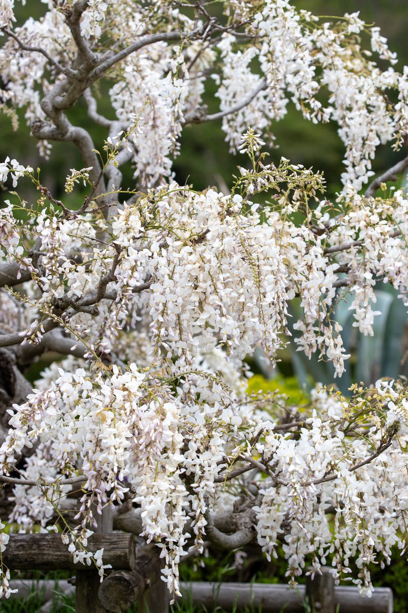 ParksJindai's tweet photo. 【魔除？ それとも縁起物？ #藤の花 の魅力 】
日本に現存する最古の和歌集『万葉集』。そこには、#藤 を詠んだ歌が多数収録されています。また、平安時代に書かれた『源氏物語』には、藤色にちなんだ高貴な女性も書かれており、遠い昔から多くの人に愛されているのです。どちらも1000年以上前の作品ですが、その頃から多くの人に愛され続けています。
近年では、漫画やアニメの設定で「鬼」が嫌という設定も有名ですが、日本では、古来から藤を「不死」と語呂合わせしたり、マメ科に属しているため、「魔滅」と語呂合わせし、「延命長寿」「身体健全」「厄除開運」の象徴とされた他、「家紋・下がり藤」など平安時代に栄華を極めた藤原氏の家紋などのモチーフ、そして藤色などを含む紫色は古くから日本では高貴な色としての扱いなど、藤の魅力は様々な形で伝承され、愛され続けています。
藤の花は、匂いや色を楽しむ方も多いですが、他にもツルの巻き方が「右巻き」と「左巻き」の2種類があり、フジ（ノダフジ）やヤマフジと分けて呼ばれていたりと、様々な見方もあります。
#神代植物公園 では、長さ85メートルにも及ぶ藤棚の他、様々な仕立てをお楽しみいただけます。
 ご来園の際は、古来から受け継がれているこうした文化や魅力も同時に楽しんでいただけますと幸いです。（教育普及）
 
 ※4月22日現在、藤棚はまだ咲き始めです。