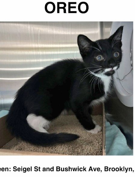 MeowMiya88's tweet photo. 📢🇺🇸🗽🚨⏳️💔🆘️😿Please RT to find Oreo #NYC #missingcat #lostcat #Brooklyn #CatsOfTwitter #CatsOfX @HAPetRescuer https://t.co/QUp5n9Yzt3