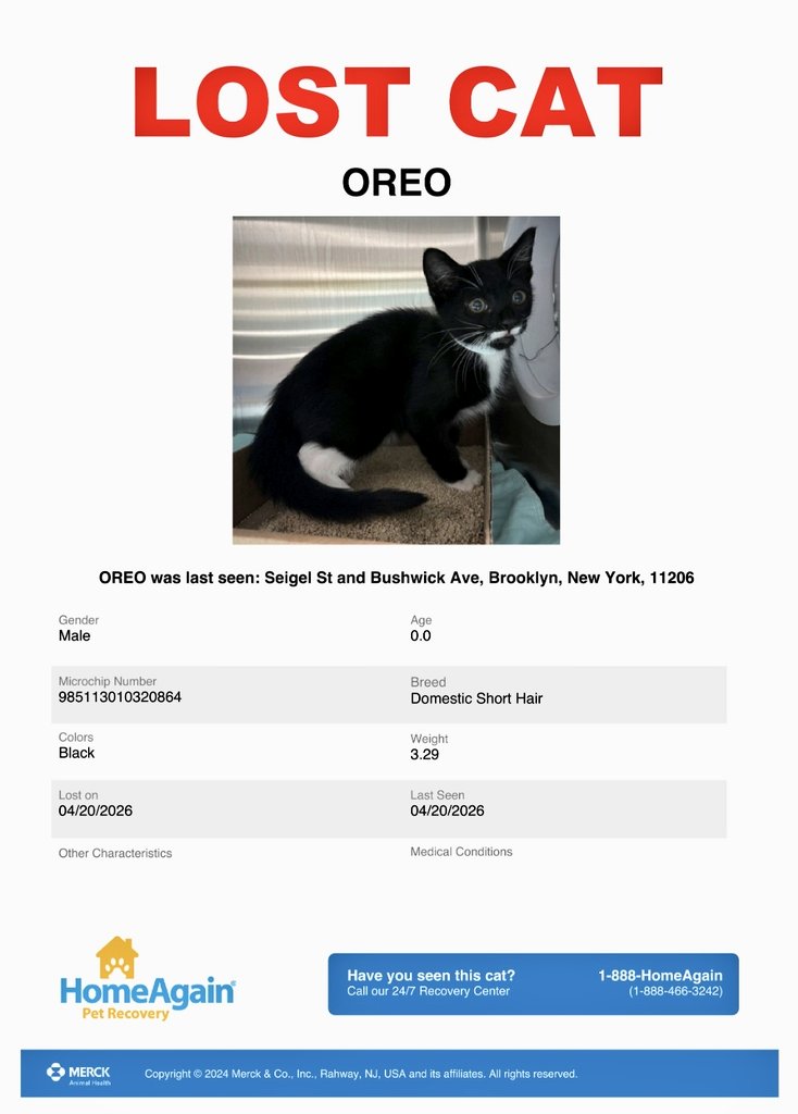 MeowMiya88's tweet photo. 📢🇺🇸🗽🚨⏳️💔🆘️😿Please RT to find Oreo #NYC #missingcat #lostcat #Brooklyn #CatsOfTwitter #CatsOfX @HAPetRescuer https://t.co/QUp5n9Yzt3