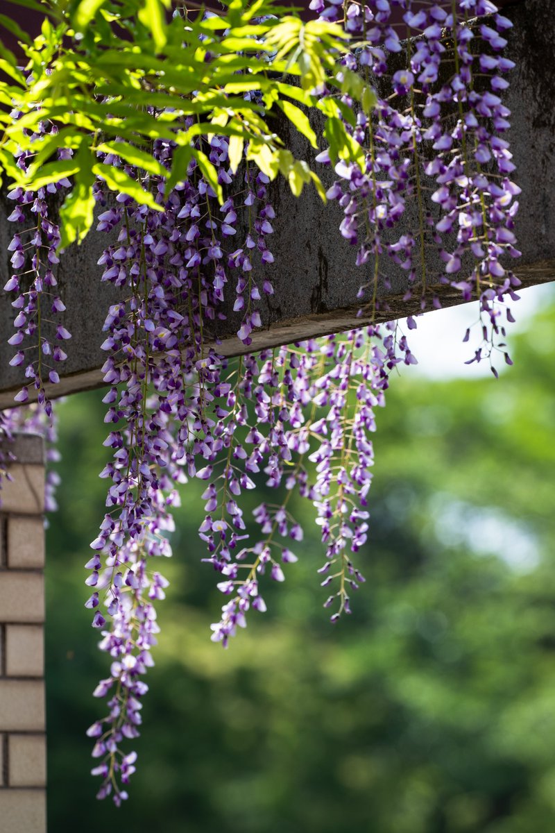 ParksJindai's tweet photo. 【魔除？ それとも縁起物？ #藤の花 の魅力 】
日本に現存する最古の和歌集『万葉集』。そこには、#藤 を詠んだ歌が多数収録されています。また、平安時代に書かれた『源氏物語』には、藤色にちなんだ高貴な女性も書かれており、遠い昔から多くの人に愛されているのです。どちらも1000年以上前の作品ですが、その頃から多くの人に愛され続けています。
近年では、漫画やアニメの設定で「鬼」が嫌という設定も有名ですが、日本では、古来から藤を「不死」と語呂合わせしたり、マメ科に属しているため、「魔滅」と語呂合わせし、「延命長寿」「身体健全」「厄除開運」の象徴とされた他、「家紋・下がり藤」など平安時代に栄華を極めた藤原氏の家紋などのモチーフ、そして藤色などを含む紫色は古くから日本では高貴な色としての扱いなど、藤の魅力は様々な形で伝承され、愛され続けています。
藤の花は、匂いや色を楽しむ方も多いですが、他にもツルの巻き方が「右巻き」と「左巻き」の2種類があり、フジ（ノダフジ）やヤマフジと分けて呼ばれていたりと、様々な見方もあります。
#神代植物公園 では、長さ85メートルにも及ぶ藤棚の他、様々な仕立てをお楽しみいただけます。
 ご来園の際は、古来から受け継がれているこうした文化や魅力も同時に楽しんでいただけますと幸いです。（教育普及）
 
 ※4月22日現在、藤棚はまだ咲き始めです。