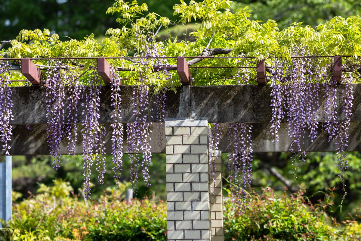 ParksJindai's tweet photo. 【魔除？ それとも縁起物？ #藤の花 の魅力 】
日本に現存する最古の和歌集『万葉集』。そこには、#藤 を詠んだ歌が多数収録されています。また、平安時代に書かれた『源氏物語』には、藤色にちなんだ高貴な女性も書かれており、遠い昔から多くの人に愛されているのです。どちらも1000年以上前の作品ですが、その頃から多くの人に愛され続けています。
近年では、漫画やアニメの設定で「鬼」が嫌という設定も有名ですが、日本では、古来から藤を「不死」と語呂合わせしたり、マメ科に属しているため、「魔滅」と語呂合わせし、「延命長寿」「身体健全」「厄除開運」の象徴とされた他、「家紋・下がり藤」など平安時代に栄華を極めた藤原氏の家紋などのモチーフ、そして藤色などを含む紫色は古くから日本では高貴な色としての扱いなど、藤の魅力は様々な形で伝承され、愛され続けています。
藤の花は、匂いや色を楽しむ方も多いですが、他にもツルの巻き方が「右巻き」と「左巻き」の2種類があり、フジ（ノダフジ）やヤマフジと分けて呼ばれていたりと、様々な見方もあります。
#神代植物公園 では、長さ85メートルにも及ぶ藤棚の他、様々な仕立てをお楽しみいただけます。
 ご来園の際は、古来から受け継がれているこうした文化や魅力も同時に楽しんでいただけますと幸いです。（教育普及）
 
 ※4月22日現在、藤棚はまだ咲き始めです。