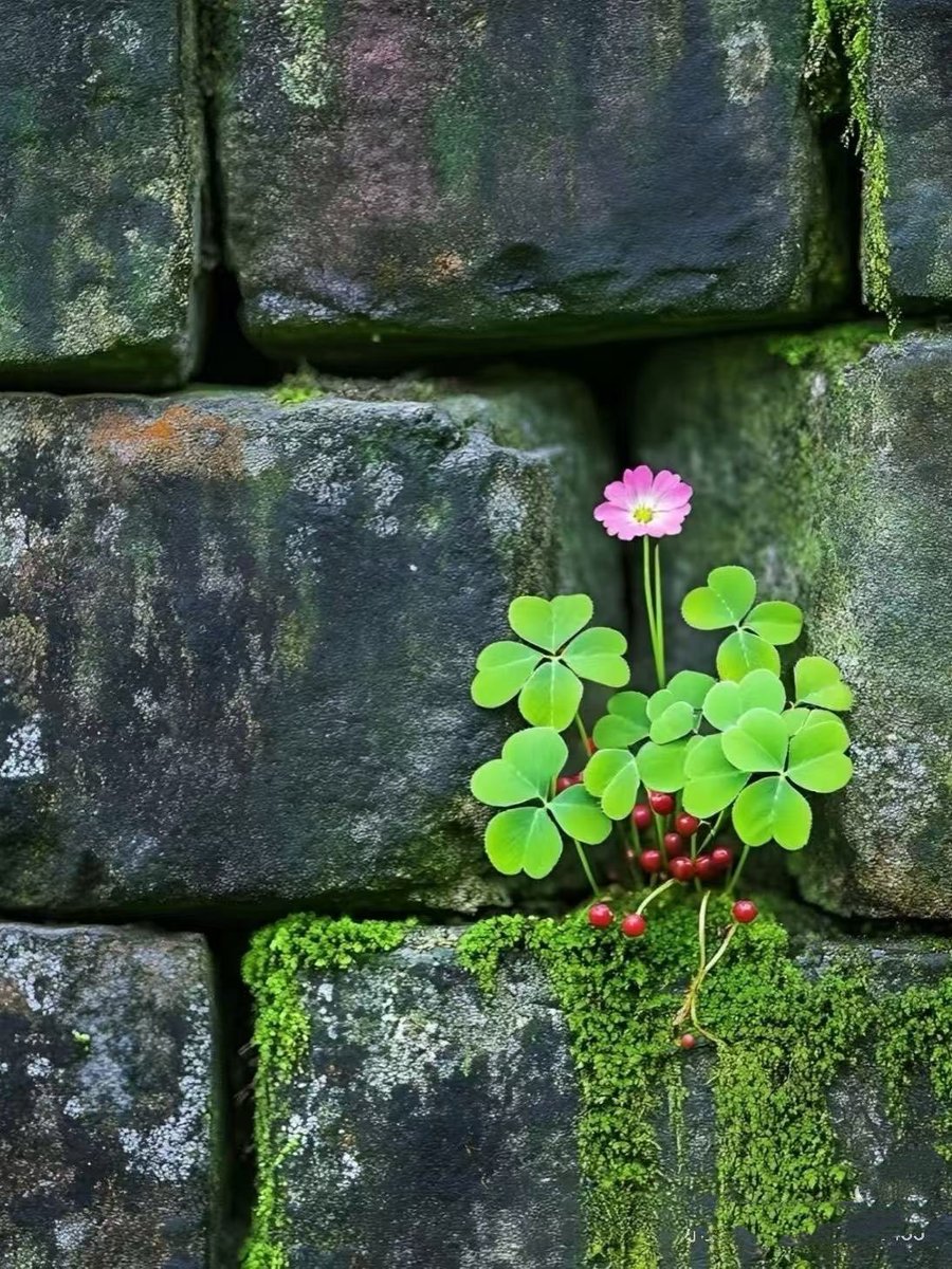 jackedge_'s tweet photo. 🌿The little beauty in the stone crack cured my spiritual internal friction https://t.co/SQnMANQzCu