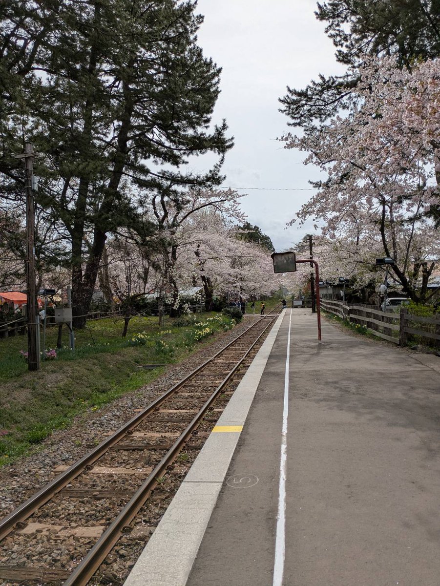 tsutetchi's tweet photo. こんにちはʕ๑•ɷ•๑ʔ❀
芦野公園のゲンバから2026/04/22の桜の情報が到着いたしました🫡

こんな感じです。
今日は風が「とても強い」です。
暖かくしてお越しください。
( •ω•ฅ)ビュービュー https://t.co/xShiCXY8FU