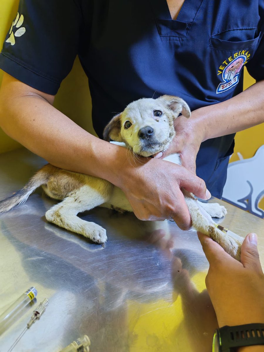 PatasRefugio's tweet photo. 🆘️Amigos, nos encontramos en la veterinaria SATÉLITE de VENTANILLA 
AYÚDANOS A CUBRIR LOS GASTOS VETERINARIOS DE BEBITA🙏
Se requiere URGENTE cubrir Hemograma, Descarte de Parvovirus, Fluidoterapia...
Solo contamos con 30 soles :(
↪️Yape/Plin926 233 285 
Giovanna Puquio 
#RTpf https://t.co/0kKzMbar58