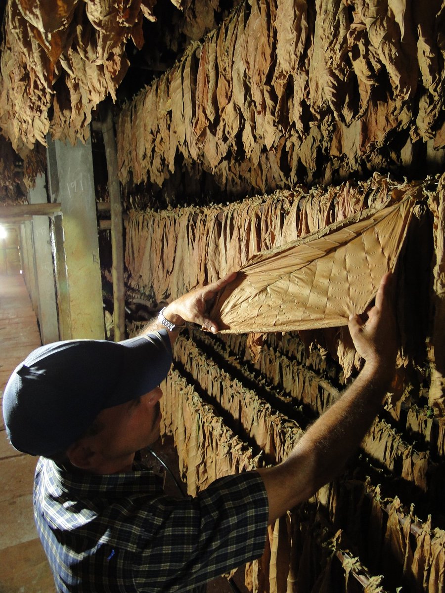 LuisMonteroMus1's tweet photo. 🙌 La hoja de tabaco para capa; es el resultado de un profundo respeto por la tradición, la tierra y el arte de cultivar tabaco tapado. #AgriculturaCubana 
#CubaEstáFirme @MinagCuba https://t.co/ZtHGohDeLM