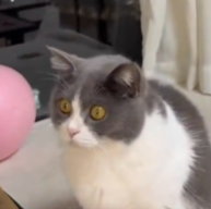 TheRealMattSev's tweet photo. @Dailymeoww1 That guy cannot believe the power of AI https://t.co/ZX7ezvrByb