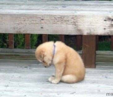 ai que bbb lindo já tô com saudades que uooooo