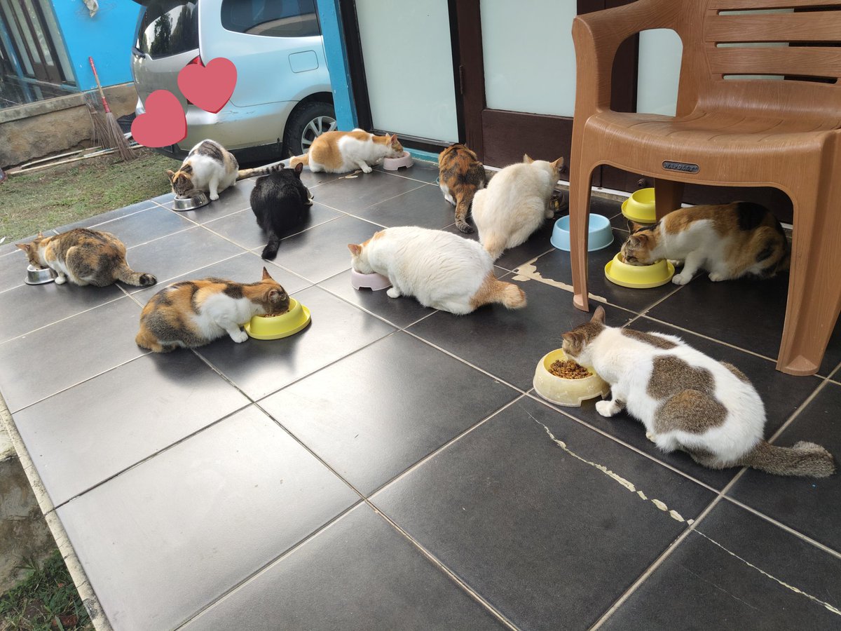 Mamak Panti Meong tweet media