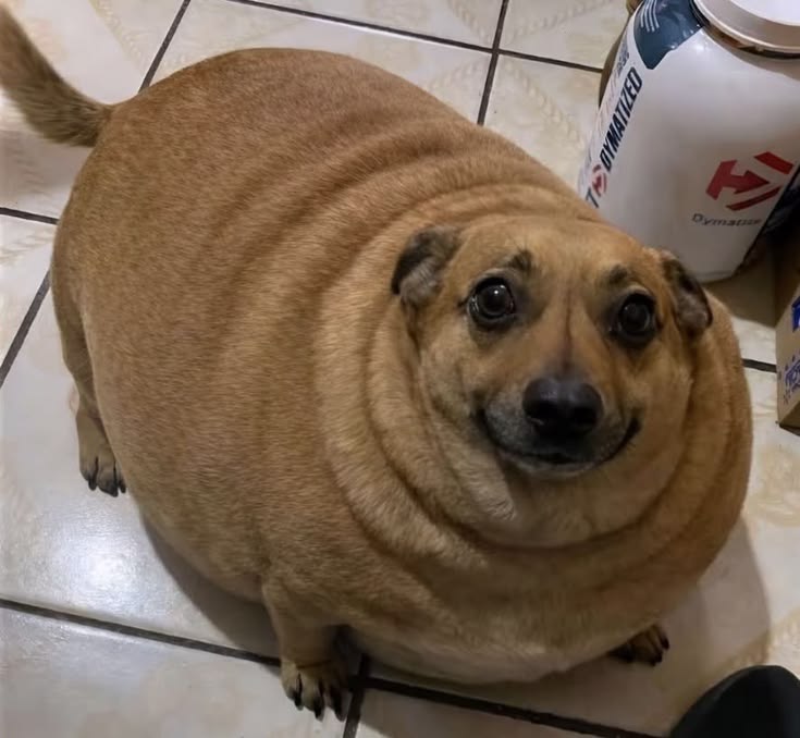 daily post tweet media