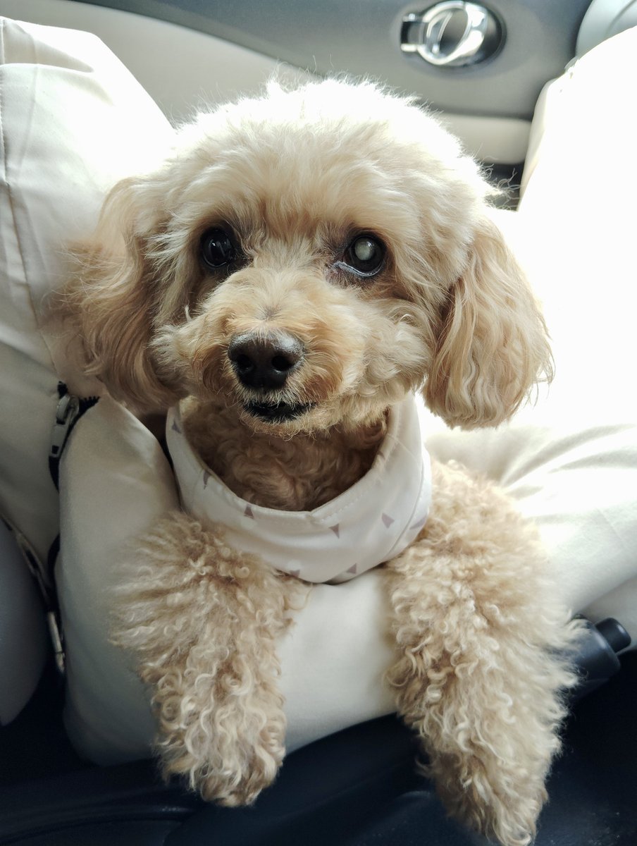 狂犬病の注射へ向かうわんこ💉体温39℃、平熱。