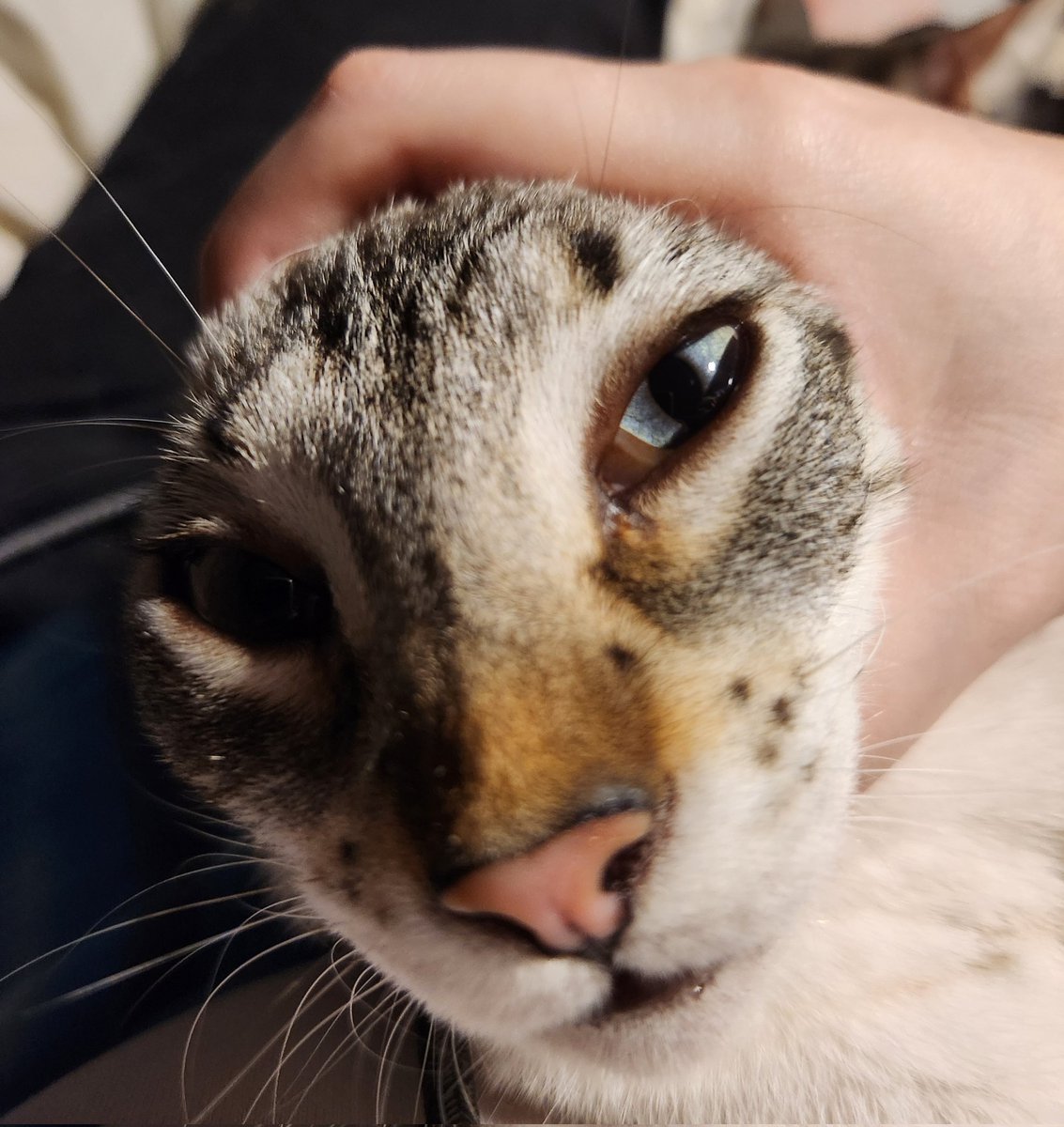 lentil & bowser 🩶 walter & bonkers 🌈 tweet media