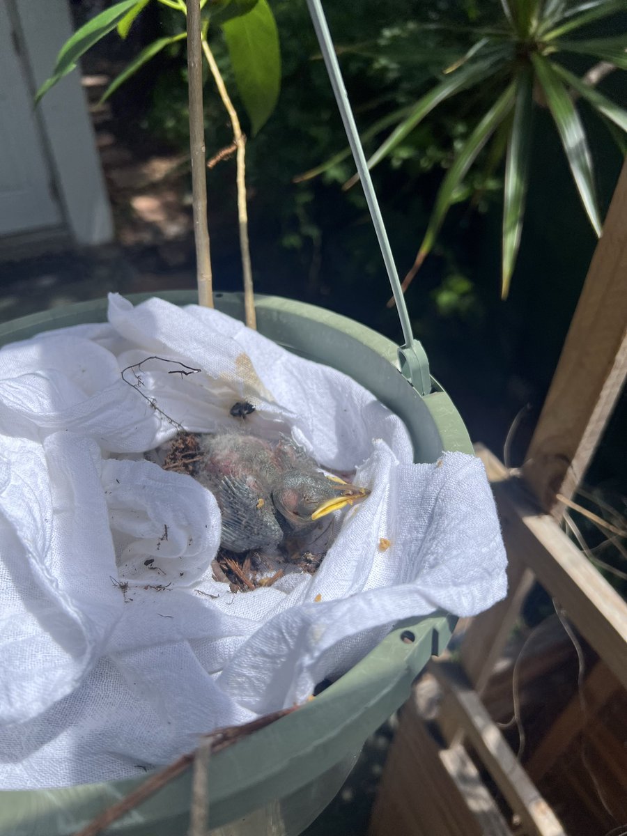 VictoriaLynnxx's tweet photo. Found a baby bird today and the wildlife center said they couldn’t take it and would just end up euthanizing it because it’s a non native bird. Now I’m feeding it pureed kitten food with a syringe every 20 minutes. https://t.co/f8wcbYnTup