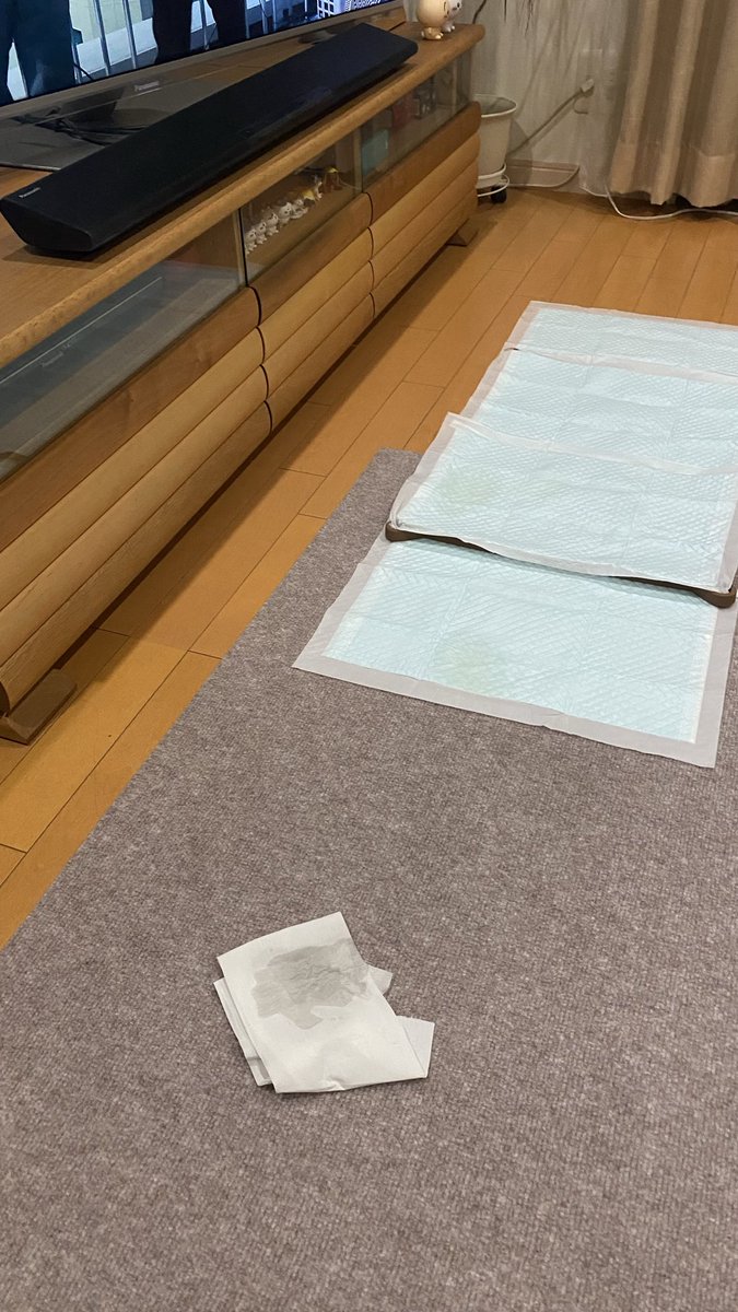 前からたまーに失敗あったけど

最近シートの手前でチッコしてしまう事が増えたよ😅
トイレもずらしてみたけと
やっぱりシートの手前に…

視界にシート入ったら
そこはもう
トイレね🚽

あと4歩ぐらい前へ💦

#秘密結社老犬倶楽部　#チワワ15歳11ヶ月