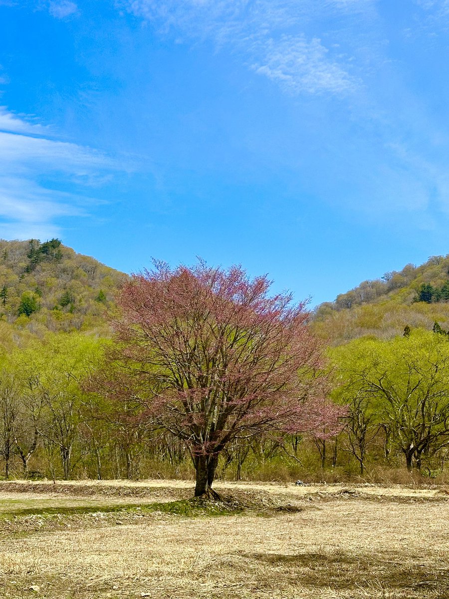 TshSki's tweet photo. 今日の、裏磐梯の一本桜🌸
まだ咲いてません😅
これからの楽しみです‼️

#空ネット
#裏磐梯一本桜
#裏磐梯 https://t.co/MmBXgJnuZR