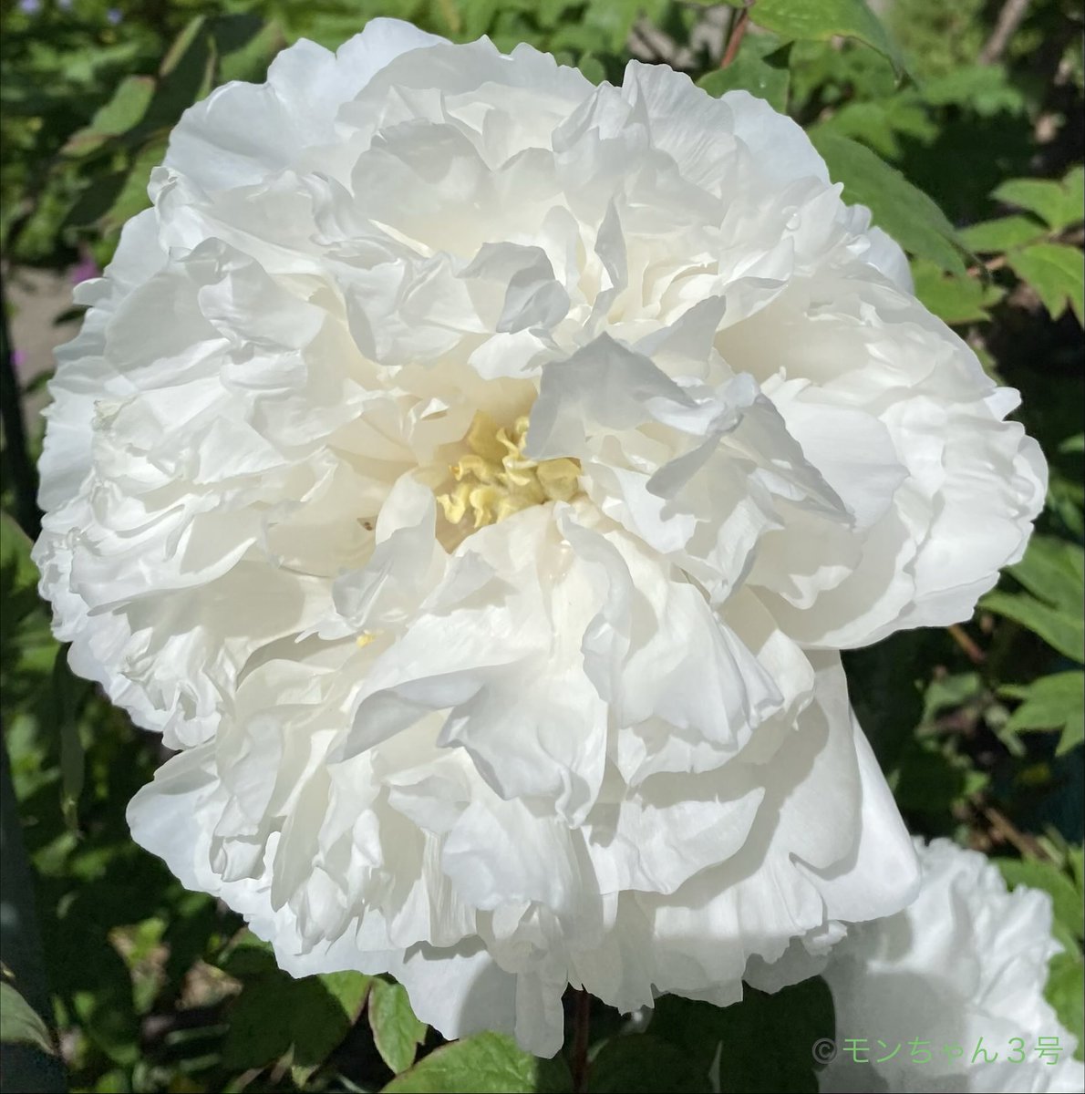 モンちゃん3号 tweet media