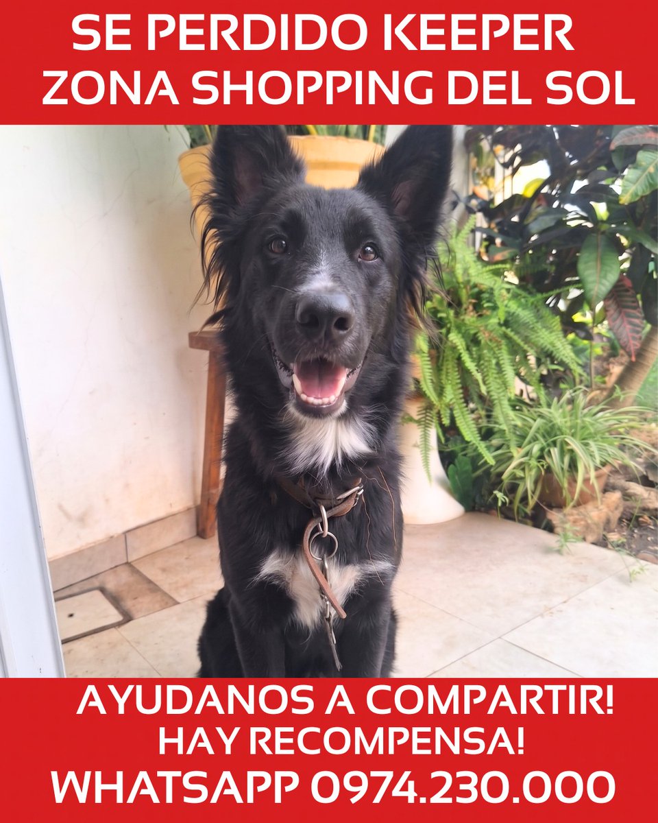 sergioauad1's tweet photo. Se perdíó Keeper! 
Zona Shoping del Sol!
0974.230.000
Hay recompensa!
Favor Compartir 🙏🙏 https://t.co/4sIksPHLfu