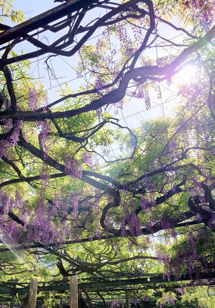 雨宮れん tweet media