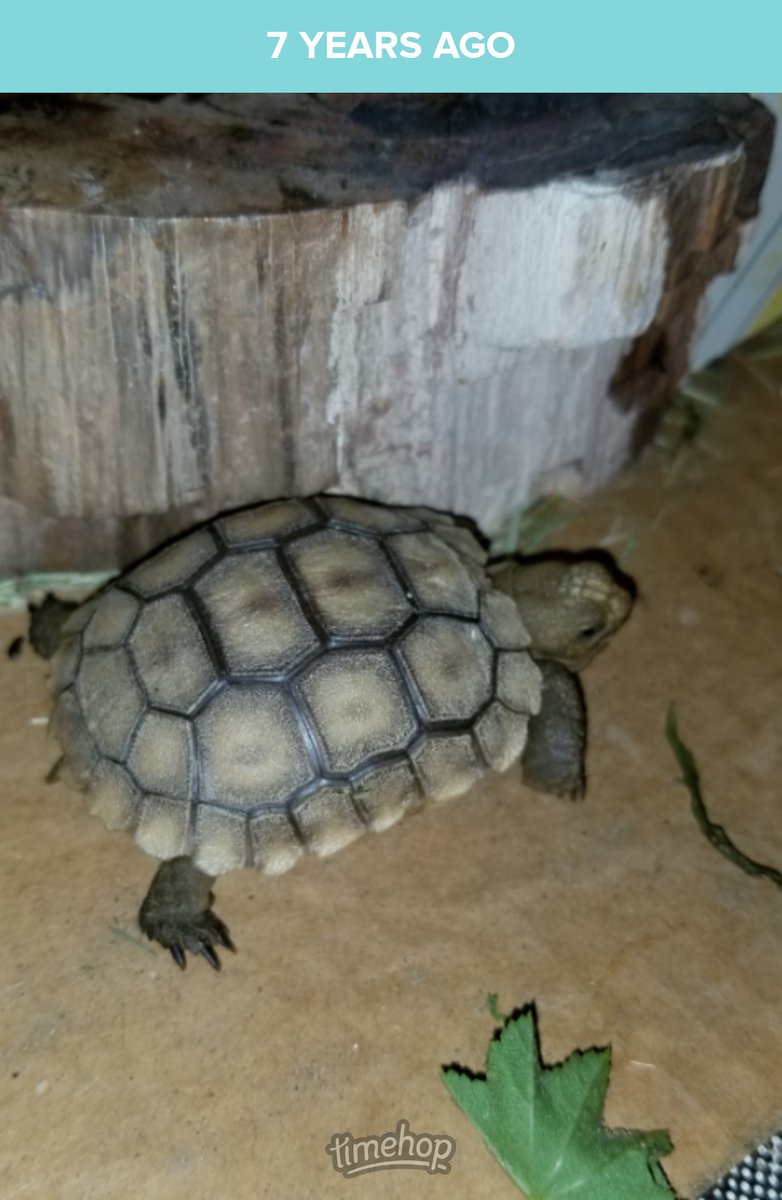 saunieindiego's tweet photo. That time we got to tortoise-sit for our good friends. Itty bity binder clip for scale. #SoTiny #SoPrecious #DesertTortoise https://t.co/TusmeoqwXf