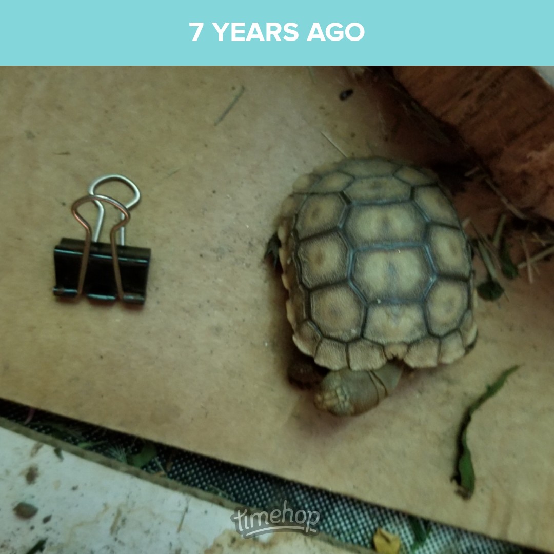saunieindiego's tweet photo. That time we got to tortoise-sit for our good friends. Itty bity binder clip for scale. #SoTiny #SoPrecious #DesertTortoise https://t.co/TusmeoqwXf